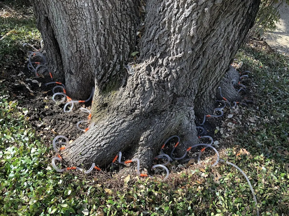 Detailed Tree Cabling and Bracing job site in Coarsegold